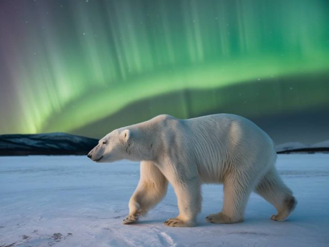 Die Auswirkungen der Polarlichter auf die Tierwelt der Arktis